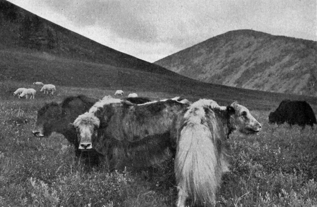 Herd of long-haired yaks grazing on a Mongolian mountain pasture, black and white